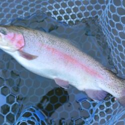 表層で大型ボッコボコ ～岡崎トラウトポンド～